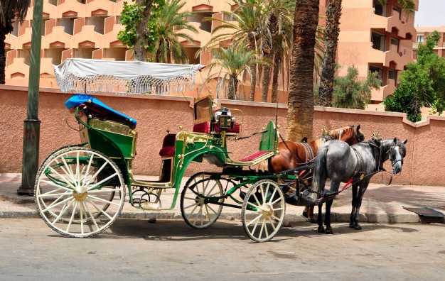 Excursions & Activités